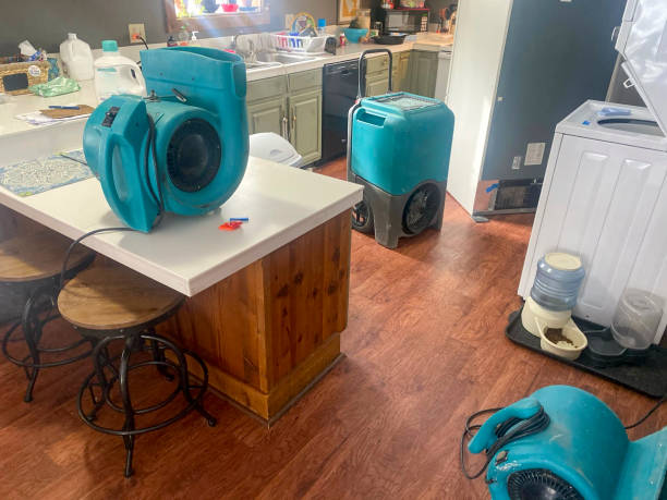 Best Mold removal after water damage  in San Gabriel, CA